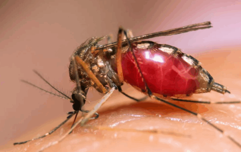 Second Case of Chikungunya Virus Reported in Russia - The State Signal