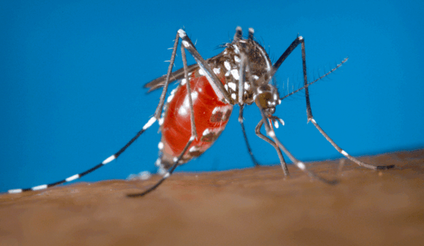 Regulations to curb rising chikungunya virus cases in China - The State Signal