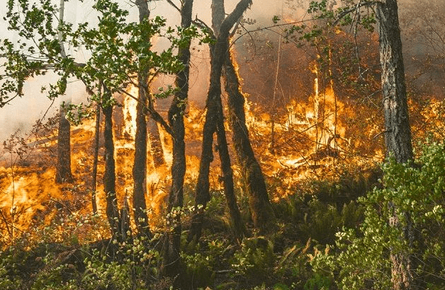 Wildfires Break Out in Morocco Wildfires Break Out in Morocco - The State Signal