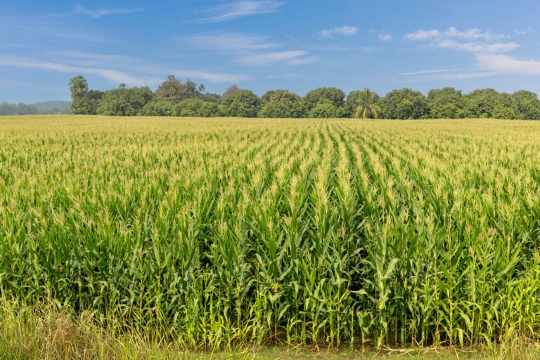 Unknown Object Explodes in Polish Cornfield - The State Signal