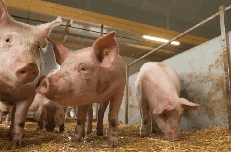 African Swine Fever Reported in South Korea - The State Signal