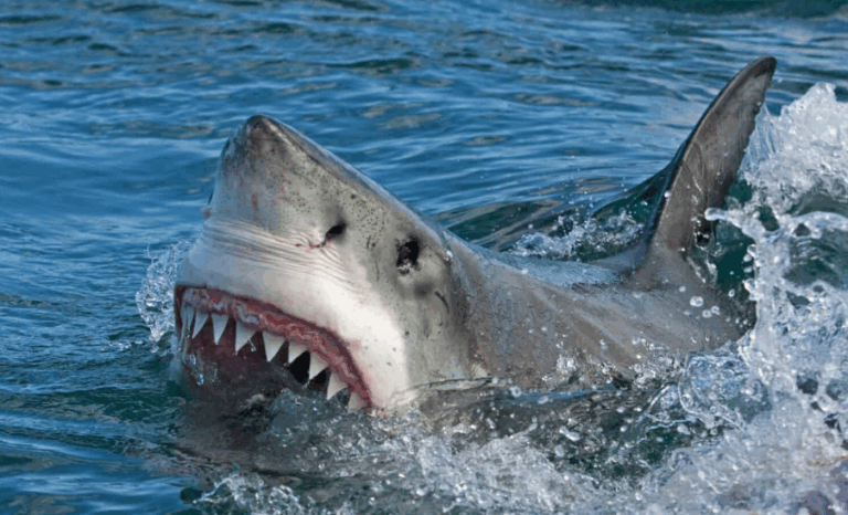 Australia's New South Wales Shark Attack Kills 1 - The State Signal