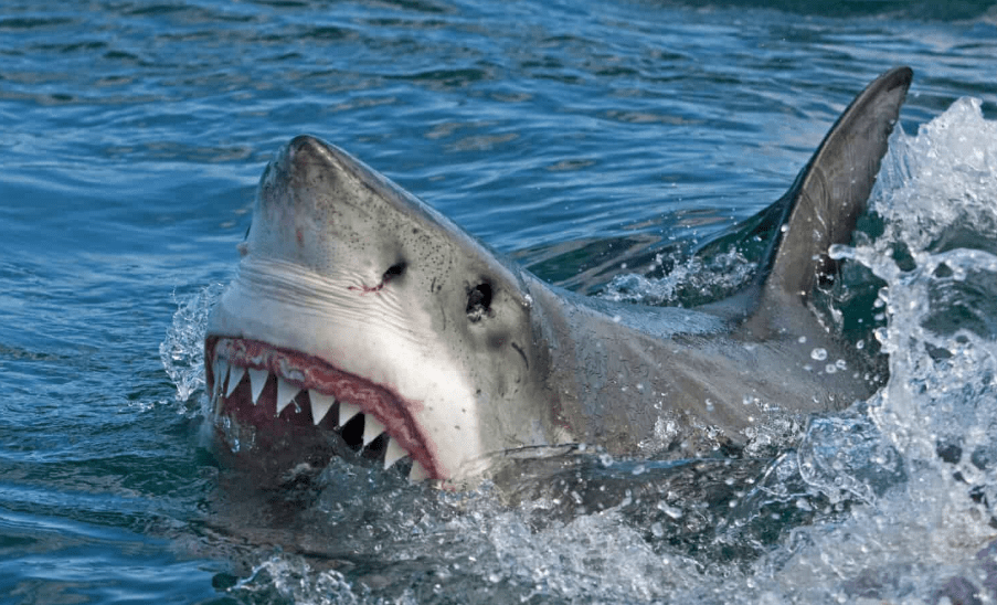 Australia's New South Wales Shark Attack Kills 1 - The State Signal