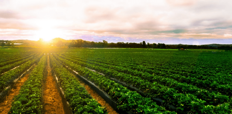 Trump Announces Financial Assistance Plan for American Farmers - The State Signal