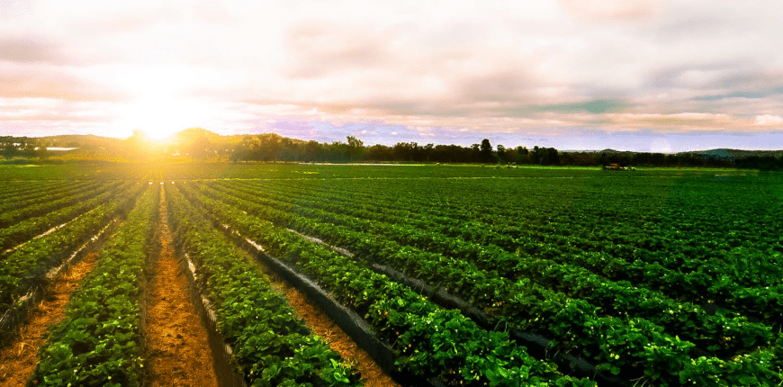 Trump Announces Financial Assistance Plan for American Farmers - The State Signal