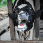 First Case of Foot-and-Mouth Disease Reported in South Korea - The State Signal