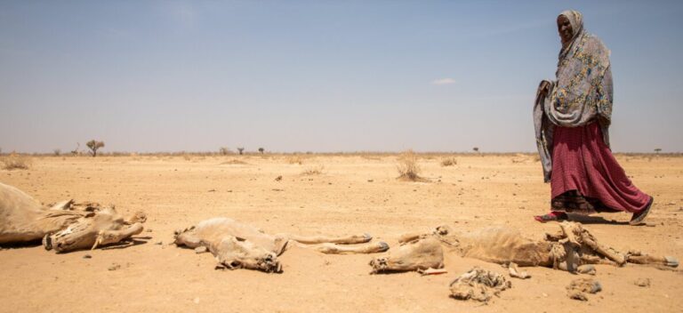 Food Crisis in Somalia Leave 6.5M People Hungry; WFP - The State Signal