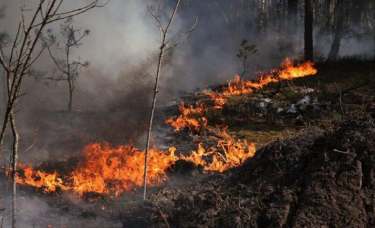 Wild Fire Breaks Out at Ukraine's Chernobyl Exclusion Zone - The State Signal
